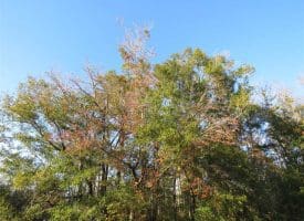 UNDER CONTRACT!  99 Acres of Hunting Land For Sale in Marlboro County SC!
