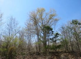 SOLD!!  77 Acres of Hunting Land For Sale in Scotland County NC!