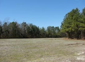 SOLD!!  36 Acres of Farm and Timber Land For Sale in Robeson County NC!