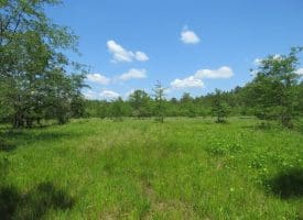 SOLD!!  81 Acres of Hunting and Timber Land For Sale in Brunswick County NC!