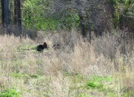 SOLD!!  138 +/- Acres of Farm and Timber Land For Sale in Brunswick County NC!