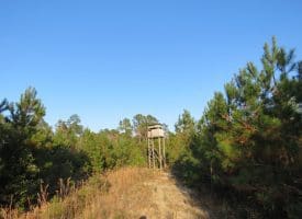 SOLD!!  106 Acres of Residential Farm and Timber Land For Sale in Sampson County NC!