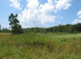SOLD!! 7 Acres of Residential and Hunting Land For Sale in Brunswick County NC!