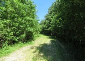 SOLD!!  460 Acres of Timber Land For Sale in Columbus County NC!