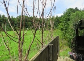 SOLD!!  101 Acres of Hunting Land For Sale in Cumberland County NC!