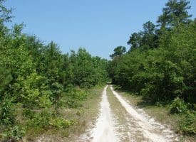 SOLD!! 71 Acres of Hunting Land For Sale in Bladen County NC!
