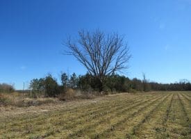 SOLD!!  50 Acres of Farm and Timber Land For Sale in Cumberland County NC!