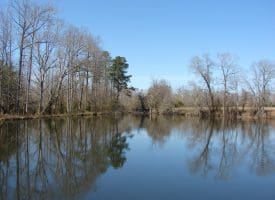SOLD!!  50 Acres of Farm and Timber Land For Sale in Robeson County NC!