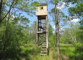 SOLD!!  81 Acres of Hunting and Timber Land For Sale in Brunswick County NC!