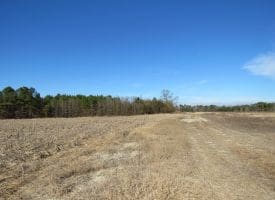 SOLD!!  70 Acres of Farm and Timber Land For Sale in Hoke County NC!