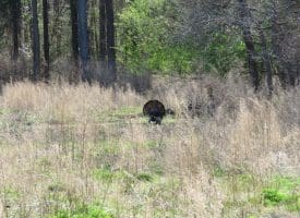 SOLD!!  138 +/- Acres of Farm and Timber Land For Sale in Brunswick County NC!