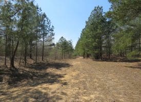 SOLD!!  77 Acres of Hunting Land For Sale in Scotland County NC!