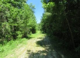 SOLD!!  460 Acres of Timber Land For Sale in Columbus County NC!
