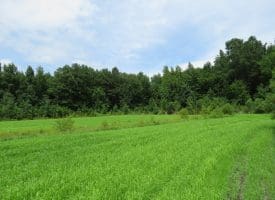 SOLD!!  101 Acres of Hunting Land For Sale in Cumberland County NC!