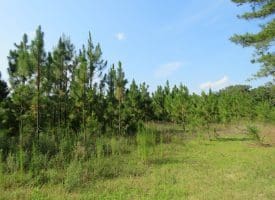 SOLD!! 25 Acres of Timber Land For Sale in Hoke County NC!