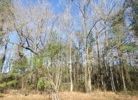 SOLD!!  2.45 Acres of Residential Land For Sale in Pender County NC!