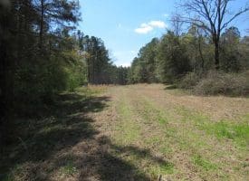 SOLD!  39 Acres of Timber and Hunting Land For Sale in Cumberland County NC!