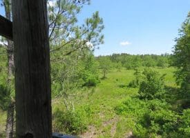 SOLD!!  81 Acres of Hunting and Timber Land For Sale in Brunswick County NC!