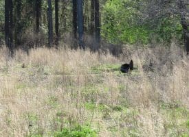 SOLD!!  138 +/- Acres of Farm and Timber Land For Sale in Brunswick County NC!