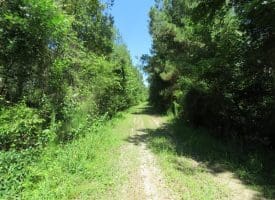 SOLD!!  460 Acres of Timber Land For Sale in Columbus County NC!