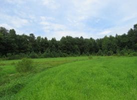 SOLD!!  101 Acres of Hunting Land For Sale in Cumberland County NC!