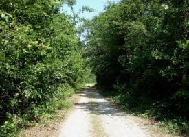 SOLD!! 71 Acres of Hunting Land For Sale in Bladen County NC!
