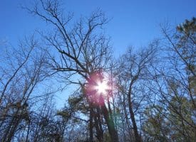 SOLD!!  50 Acres of Farm and Timber Land For Sale in Cumberland County NC!