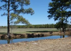 SOLD!!  36 Acres of Farm and Timber Land For Sale in Robeson County NC!