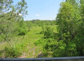 SOLD!!  81 Acres of Hunting and Timber Land For Sale in Brunswick County NC!