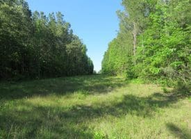 SOLD!! 380 Acres of Farm and Timber Land For Sale in Robeson and Hoke Counties!