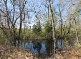 SOLD!!  77 Acres of Hunting Land For Sale in Scotland County NC!