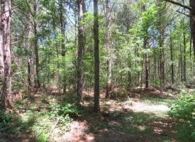 SOLD!!  460 Acres of Timber Land For Sale in Columbus County NC!