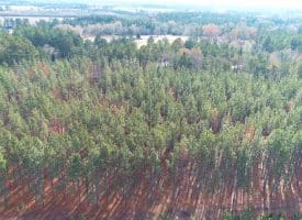 SOLD!! 25 Acres of Timber Land For Sale in Hoke County NC!