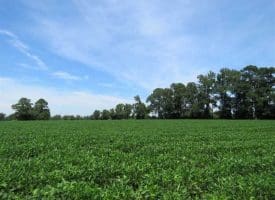 SOLD!!  35 Acres of Farm and Hunting Land For Sale in Duplin County NC!