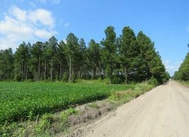SOLD!!  12 Acres of Timber Land For Sale in Robeson County NC!