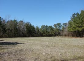 SOLD!!  36 Acres of Farm and Timber Land For Sale in Robeson County NC!