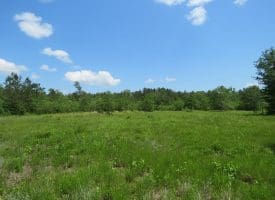 SOLD!!  81 Acres of Hunting and Timber Land For Sale in Brunswick County NC!