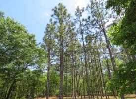SOLD!!  1.33 Acres with Home For Sale in Sampson County NC!