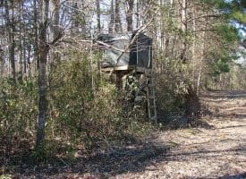 SOLD!!  36 Acres of Farm and Timber Land For Sale in Robeson County NC!