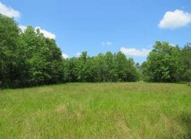 SOLD!!  81 Acres of Hunting and Timber Land For Sale in Brunswick County NC!