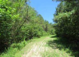 SOLD!!  460 Acres of Timber Land For Sale in Columbus County NC!