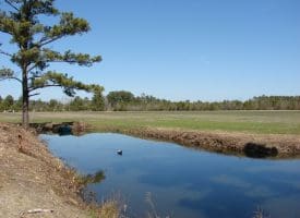 SOLD!!  36 Acres of Farm and Timber Land For Sale in Robeson County NC!