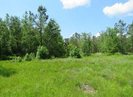 SOLD!!  81 Acres of Hunting and Timber Land For Sale in Brunswick County NC!
