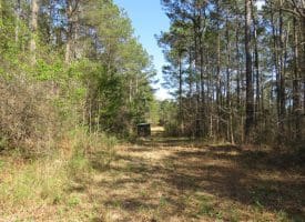 SOLD!!  138 +/- Acres of Farm and Timber Land For Sale in Brunswick County NC!