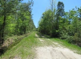 SOLD!! 76 Acres of Farm and Timber Land For Sale in Robeson County NC!