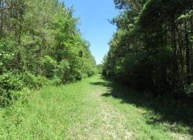 SOLD!!  460 Acres of Timber Land For Sale in Columbus County NC!