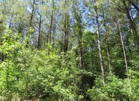 SOLD!!  460 Acres of Timber Land For Sale in Columbus County NC!