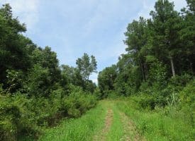 SOLD!!  101 Acres of Hunting Land For Sale in Cumberland County NC!