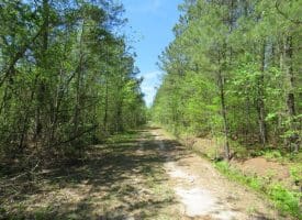 SOLD!! 76 Acres of Farm and Timber Land For Sale in Robeson County NC!