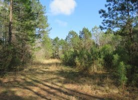 SOLD!!  138 +/- Acres of Farm and Timber Land For Sale in Brunswick County NC!